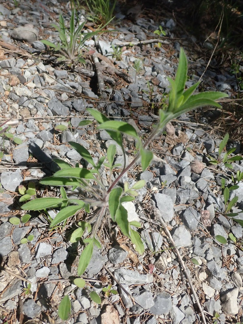 Rudbeckia triloba var. pinnatiloba photo 8