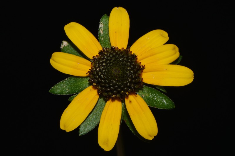 Rudbeckia triloba var. triloba