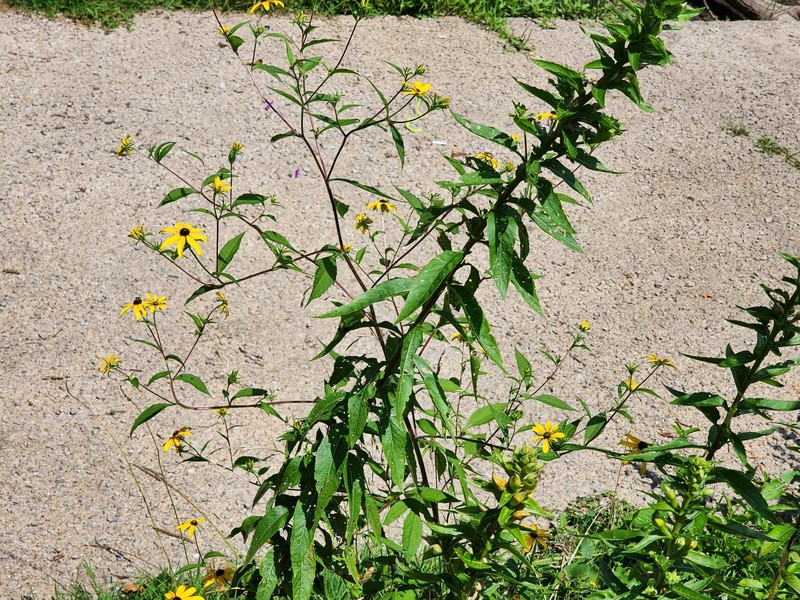 Rudbeckia triloba var. triloba photo 2