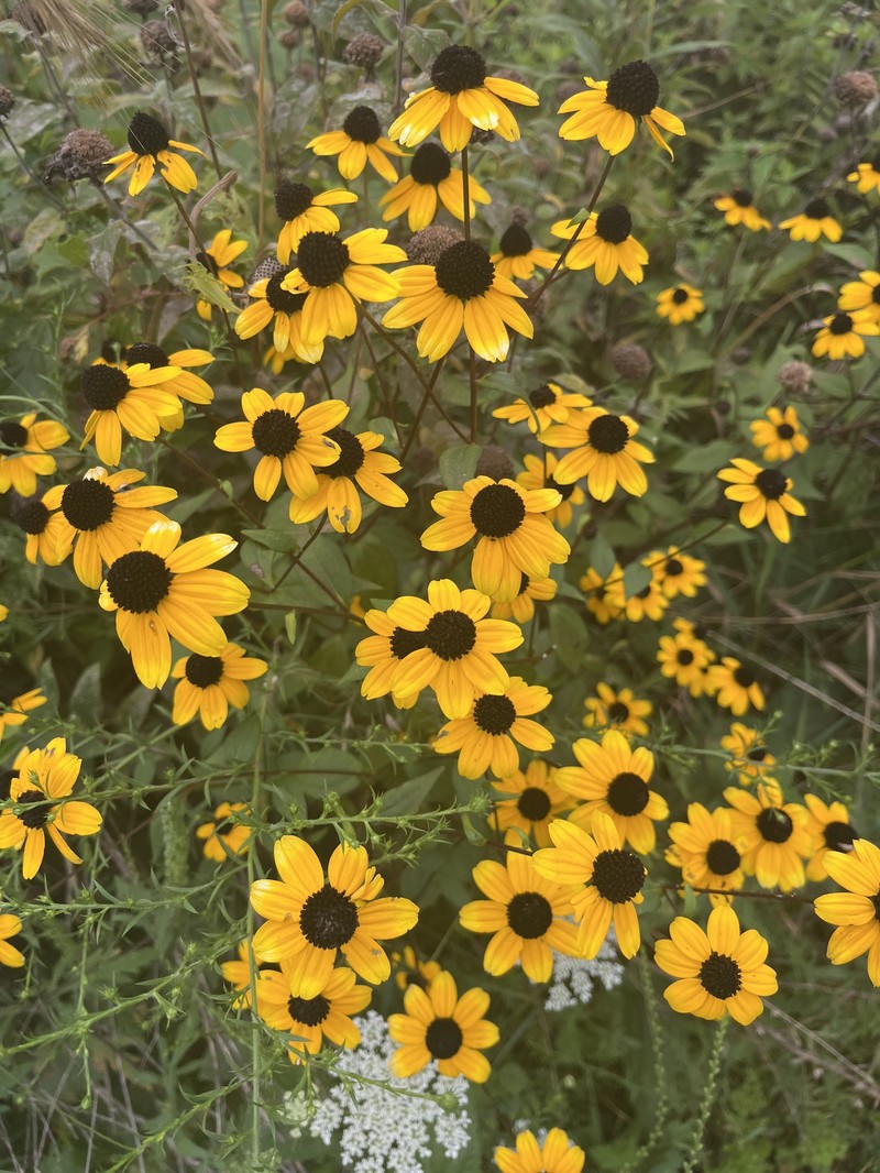 Rudbeckia triloba var. triloba photo 3