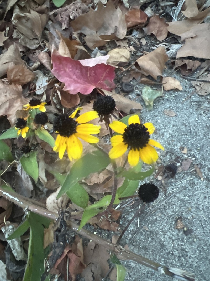 Rudbeckia triloba var. triloba photo 4