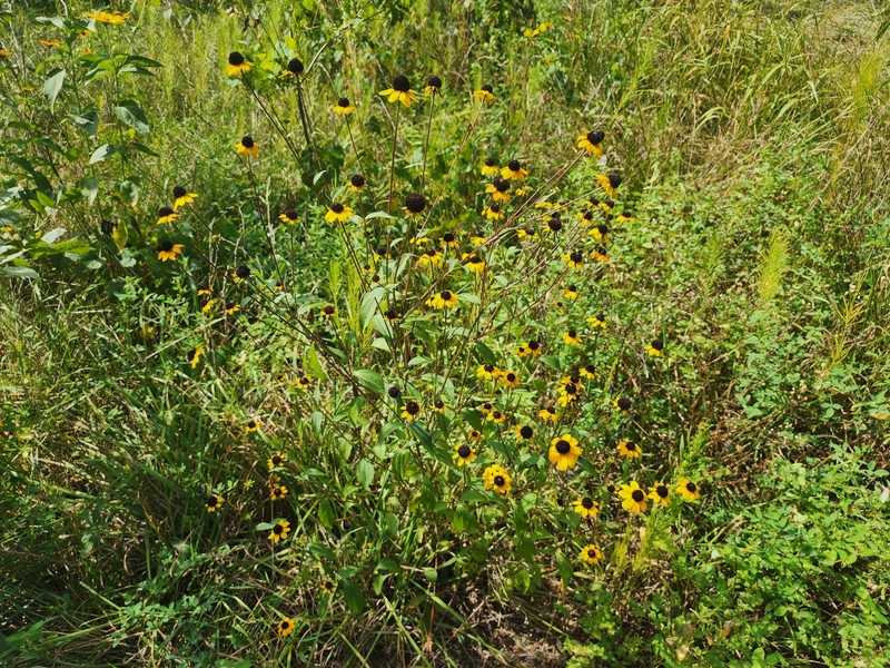 Rudbeckia triloba var. triloba photo 5