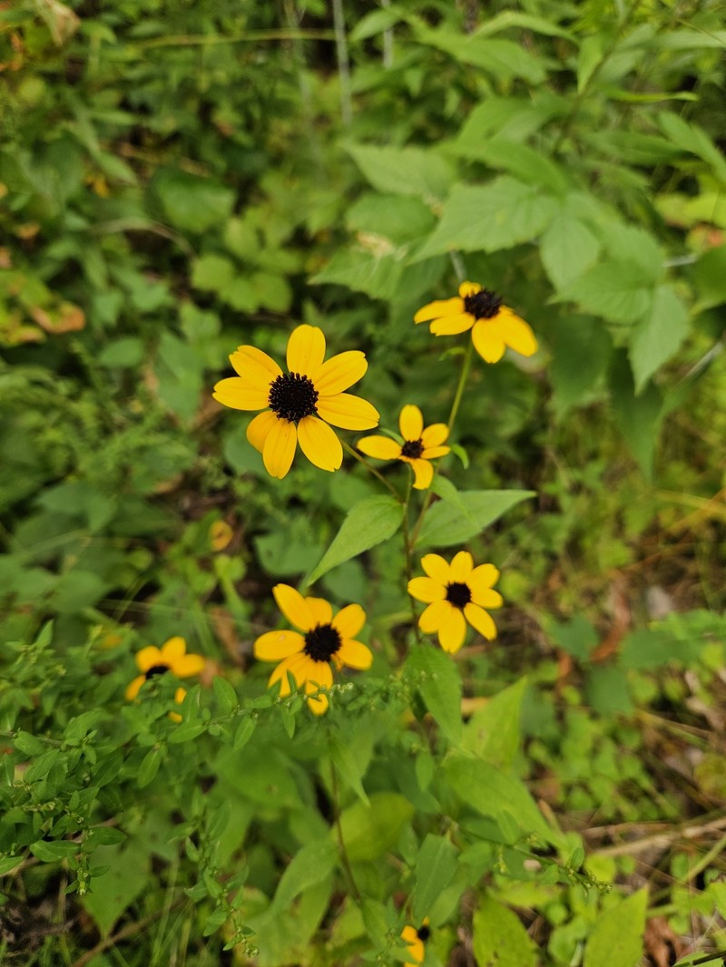 Rudbeckia triloba var. triloba photo 6