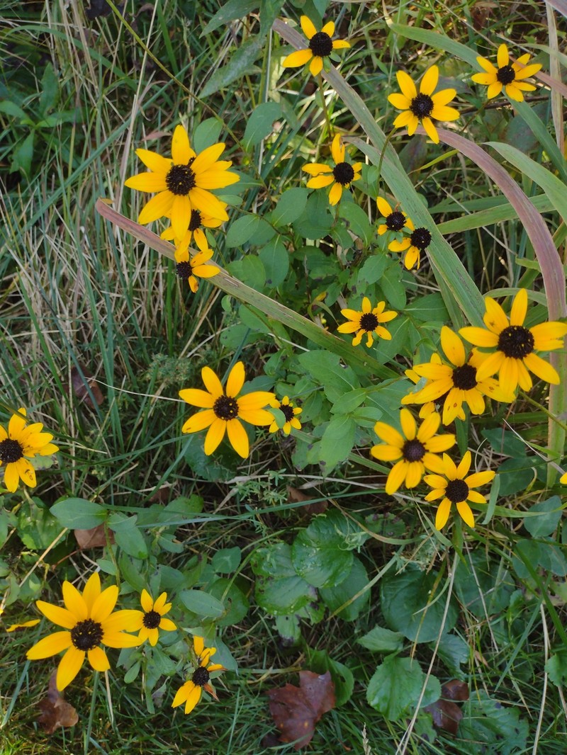 Rudbeckia triloba var. triloba photo 7