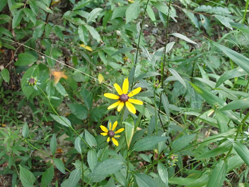 Rudbeckia umbrosa
