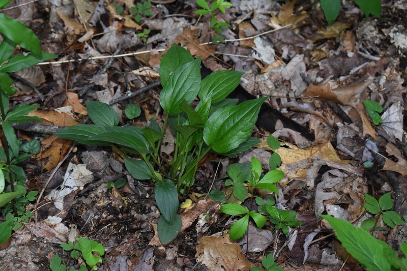 Rudbeckia umbrosa photo 2