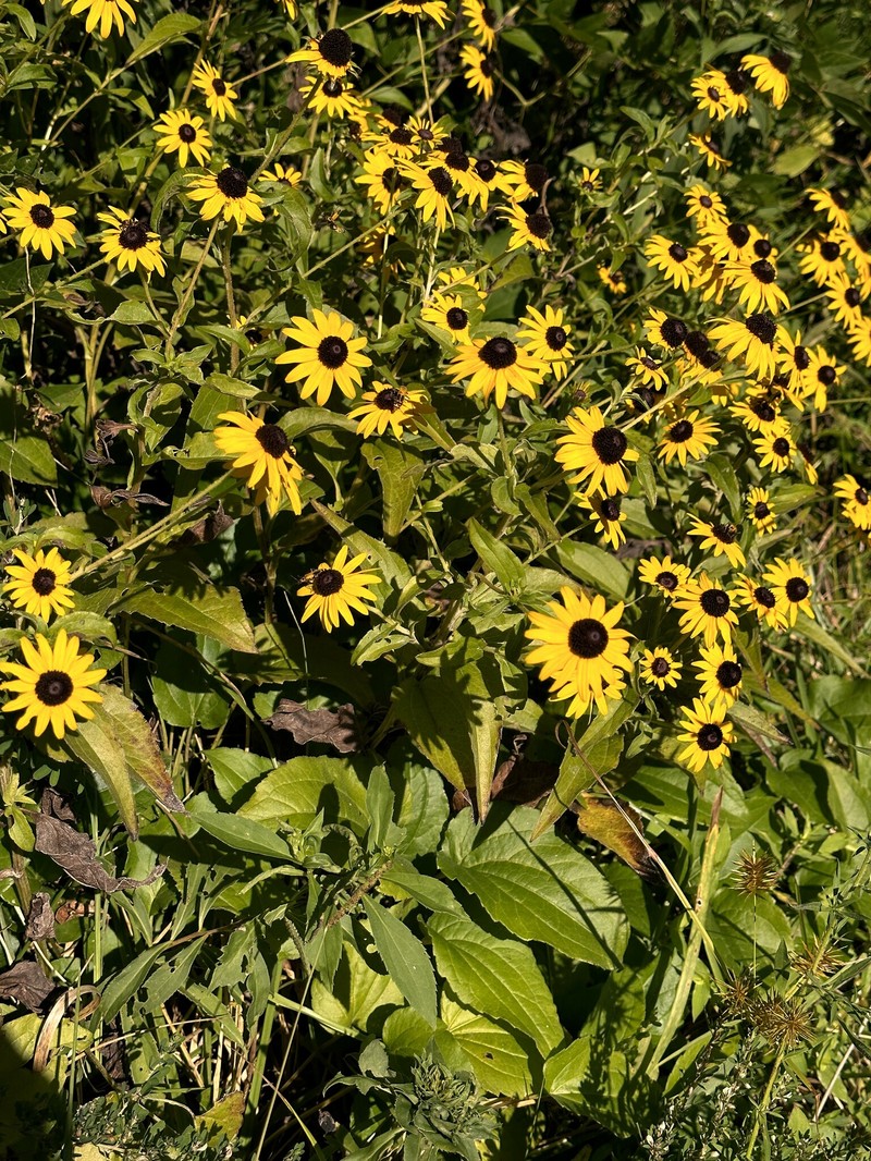 Rudbeckia umbrosa photo 3