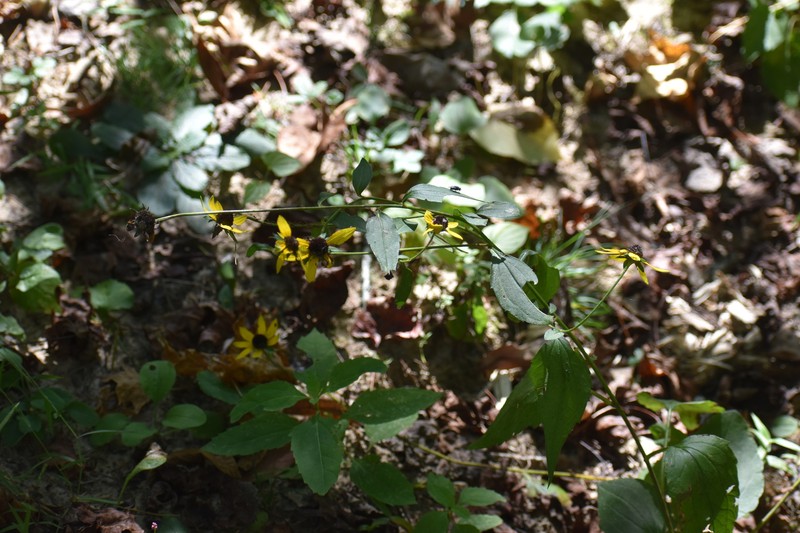 Rudbeckia umbrosa photo 4