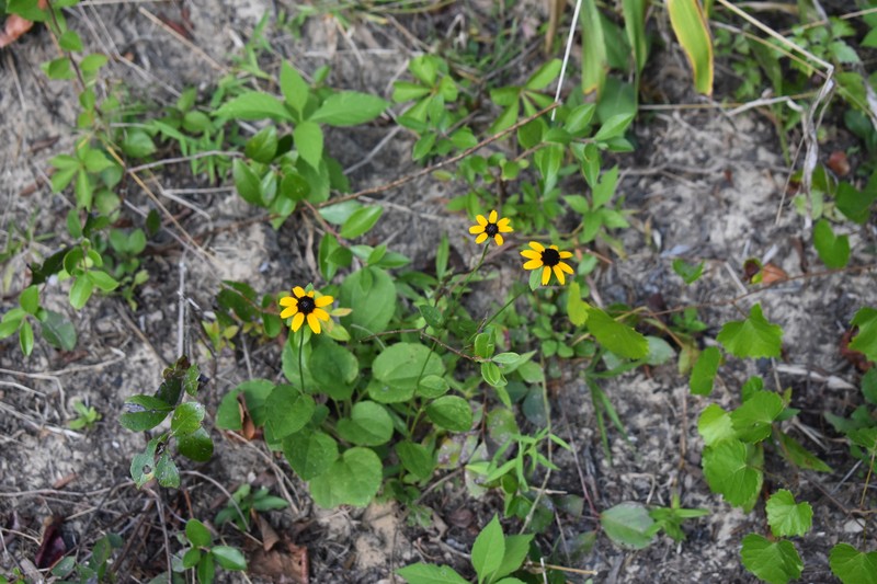 Rudbeckia umbrosa photo 5