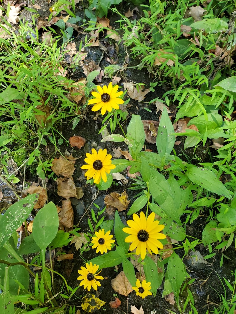 Rudbeckia umbrosa photo 6