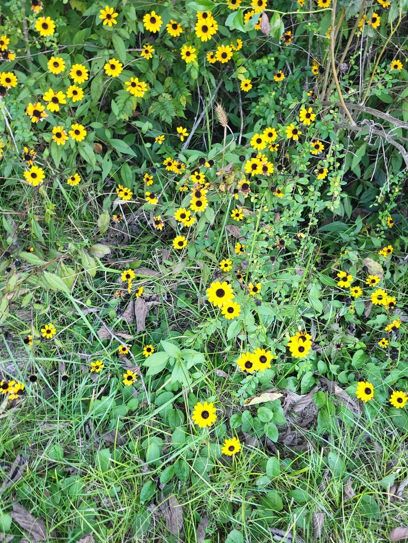 Rudbeckia umbrosa photo 7