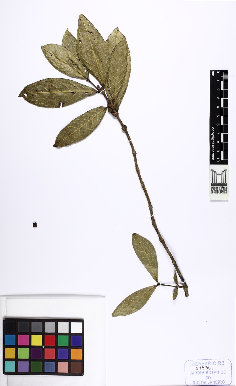 Rudgea axilliflora