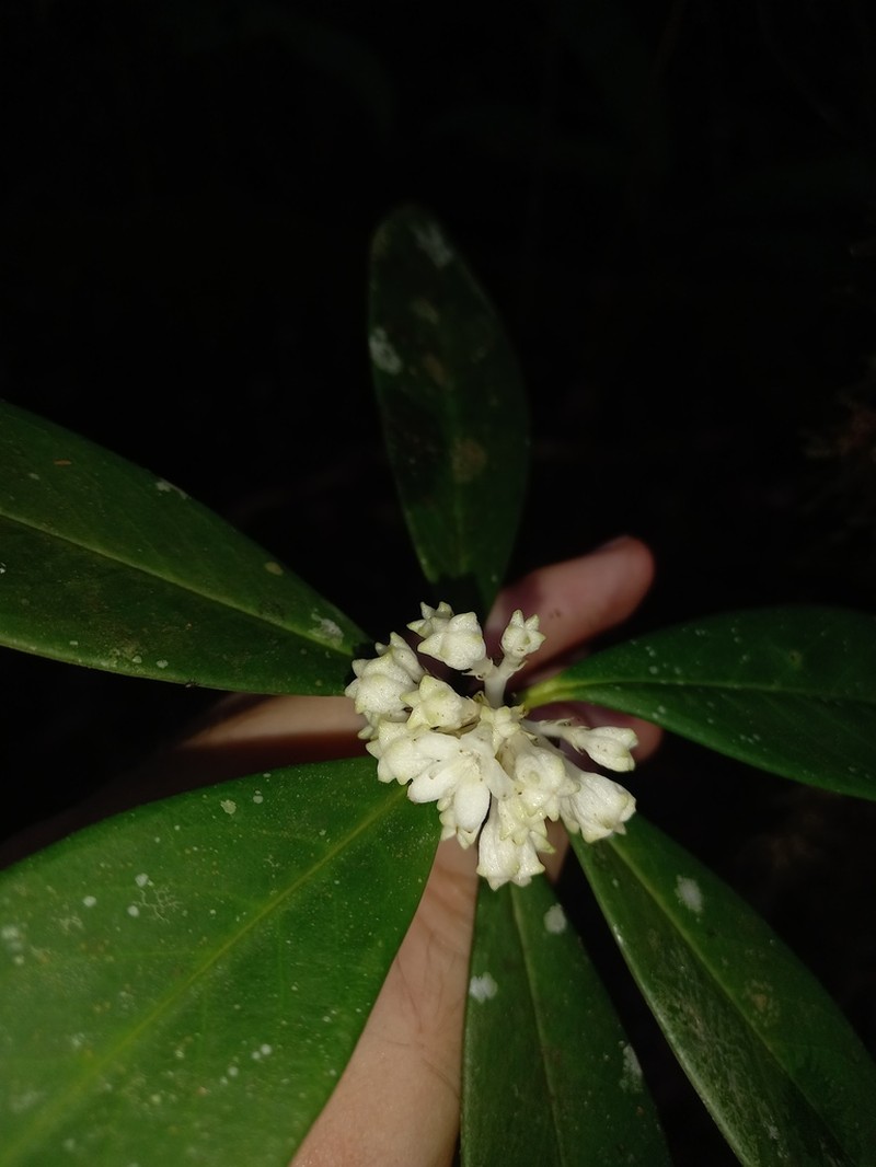 Rudgea billietiae