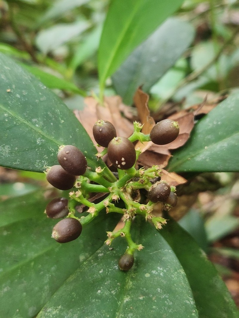 Rudgea billietiae photo 2
