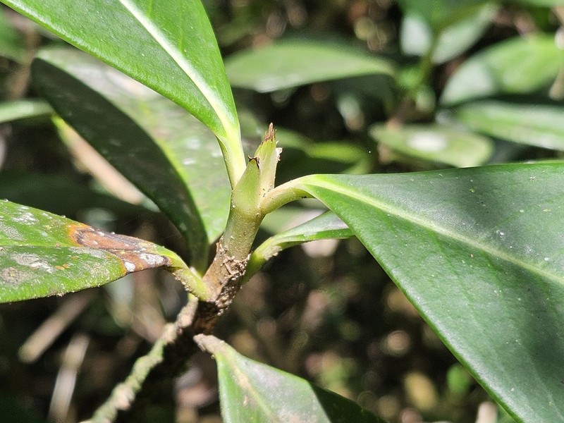 Rudgea billietiae photo 3