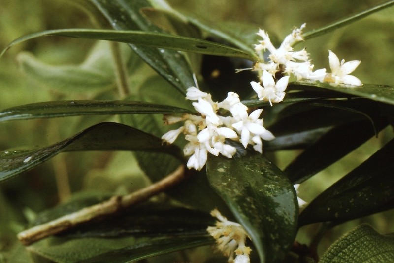 Rudgea billietiae photo 4