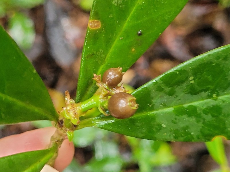 Rudgea billietiae photo 5
