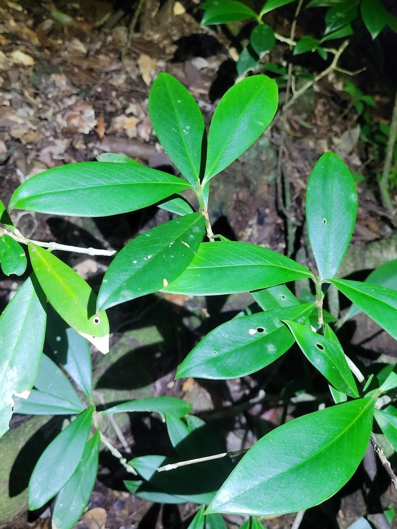 Rudgea billietiae photo 6