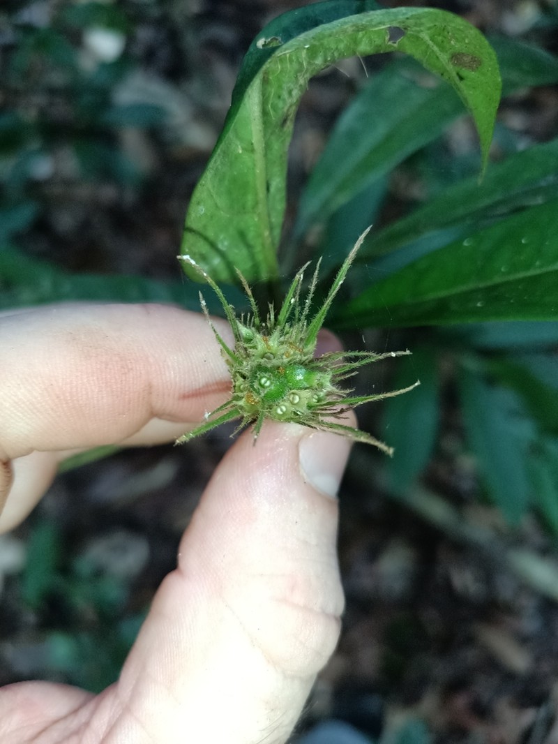 Rudgea glomerulata photo 2