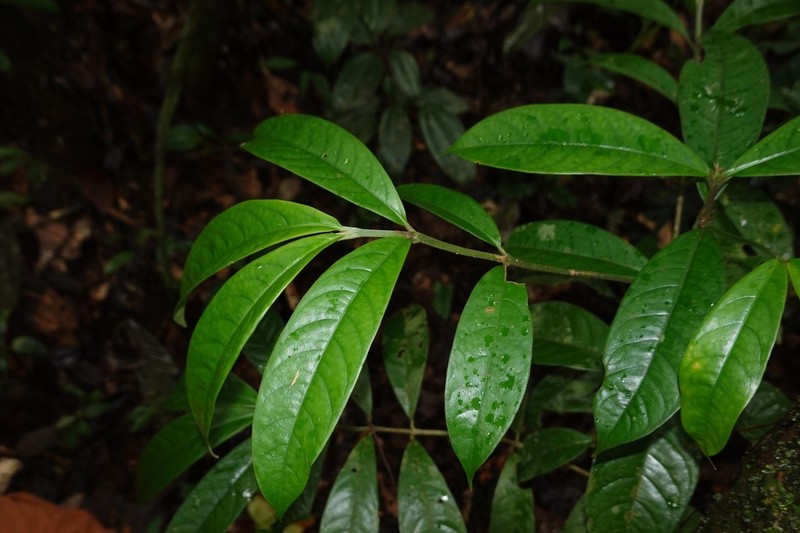 Rudgea glomerulata photo 3
