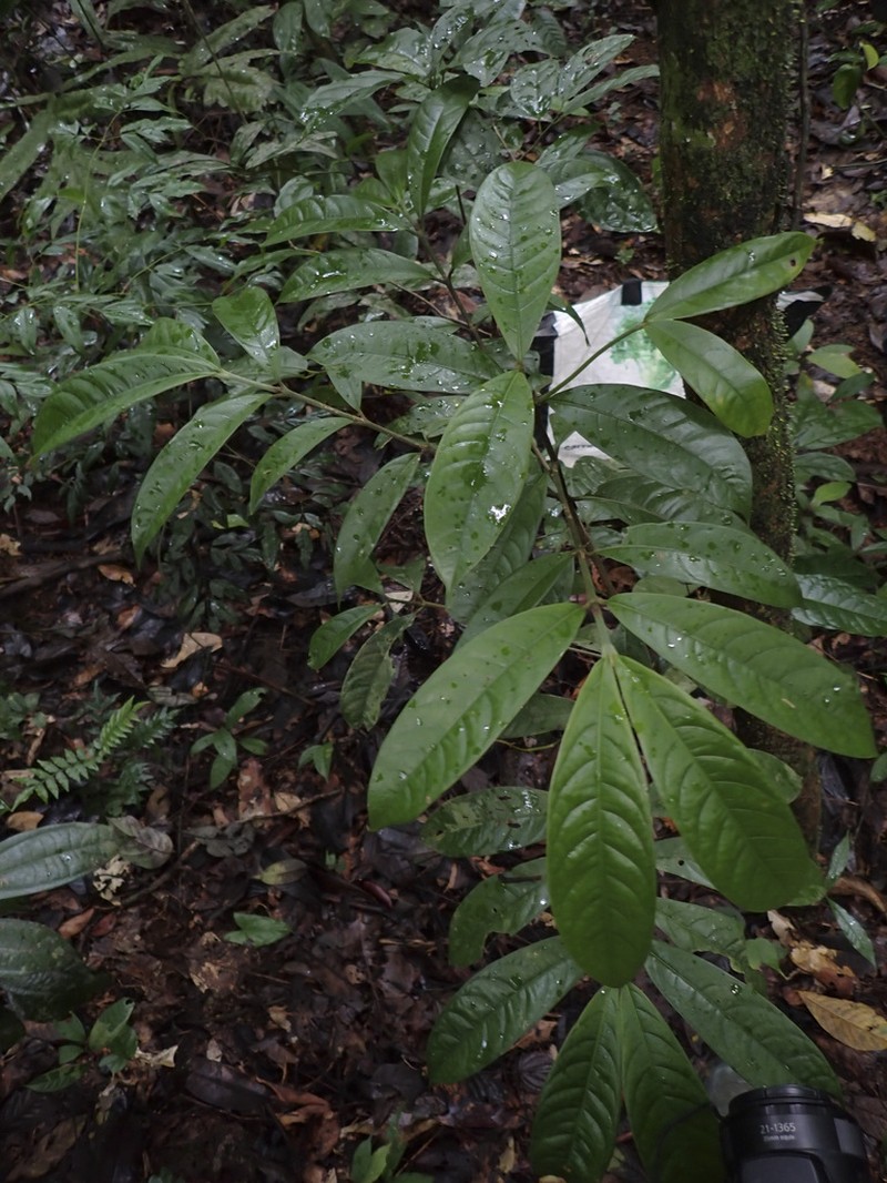 Rudgea glomerulata photo 4