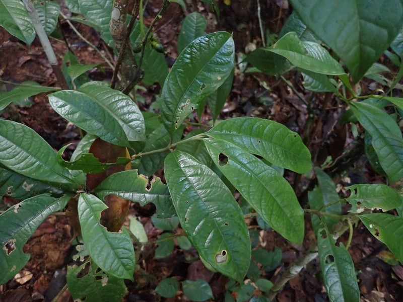 Rudgea glomerulata photo 5