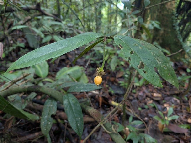 Rudgea glomerulata photo 6