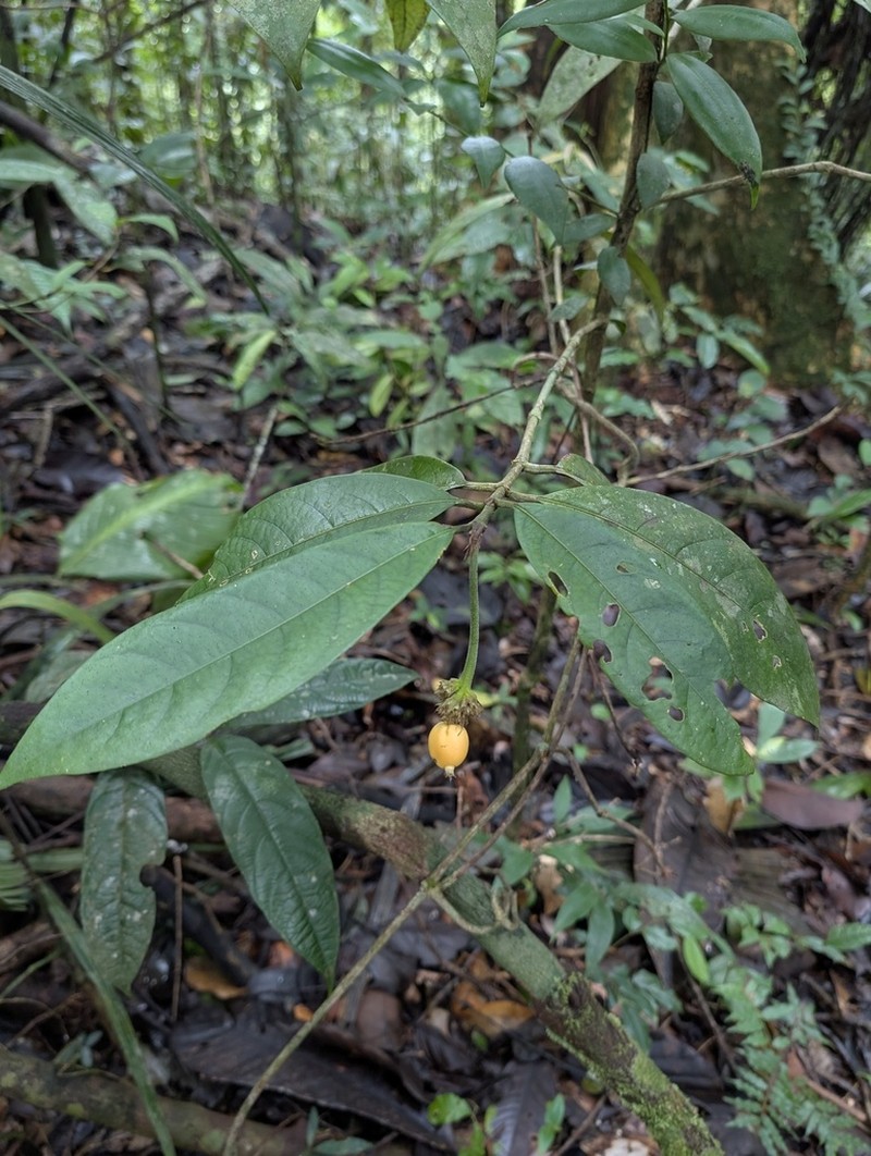 Rudgea glomerulata photo 7