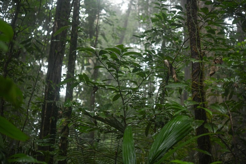 Rudgea glomerulata photo 8