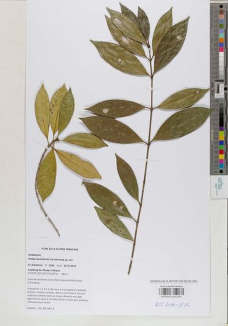 Rudgea graniticola