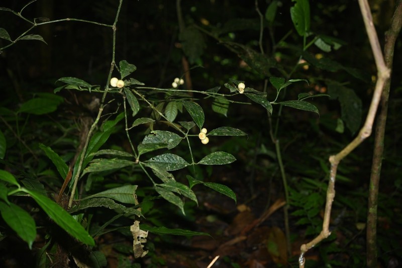 Rudgea leucocarpa