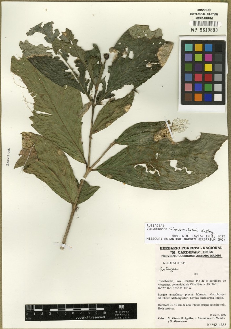 Rudgea viburnifolia