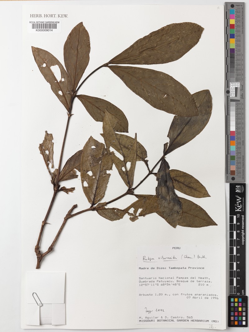 Rudgea viburnifolia photo 2
