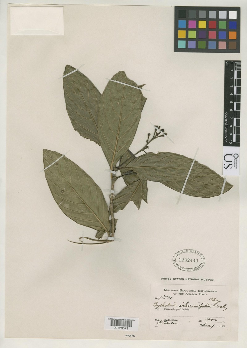 Rudgea viburnifolia photo 3
