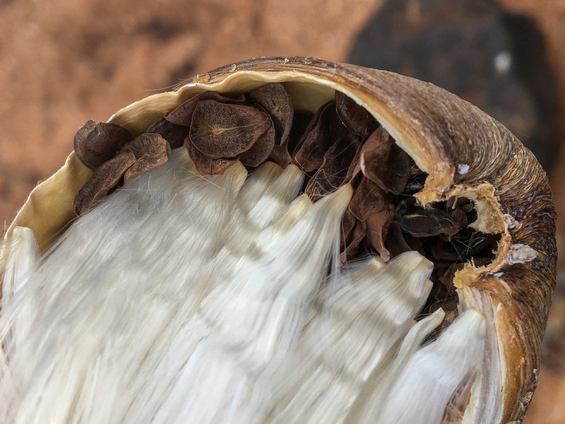 Ruehssia altissima