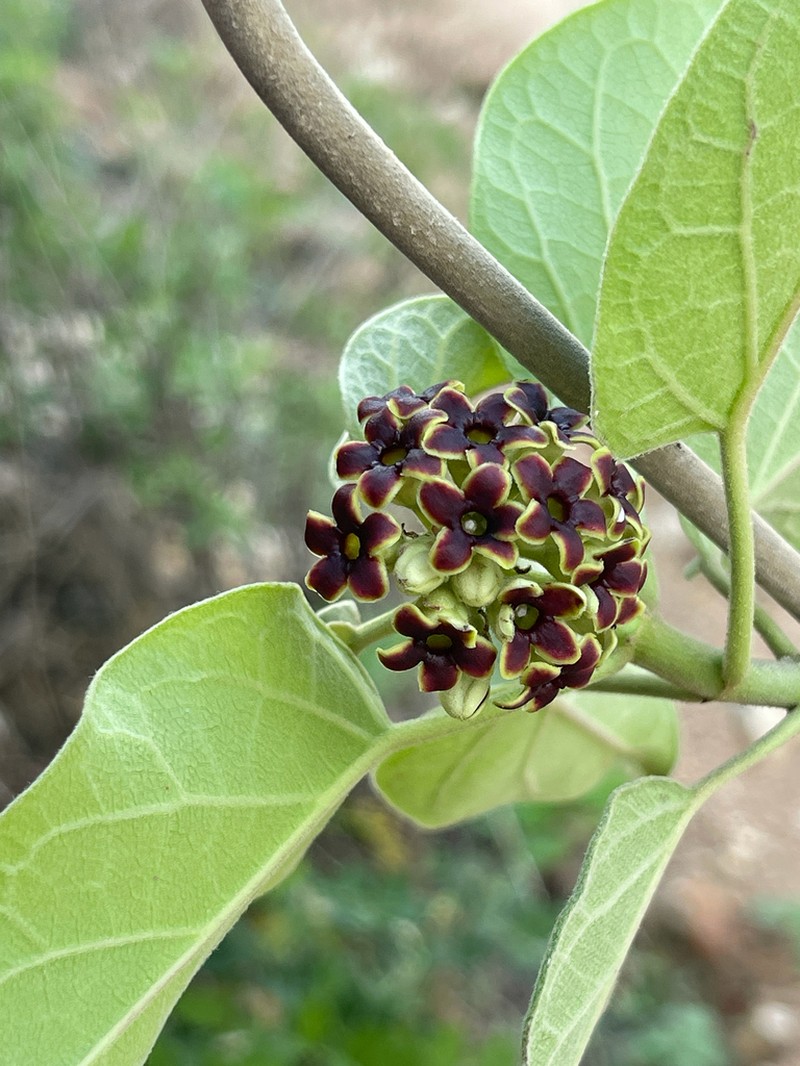 Ruehssia altissima photo 3