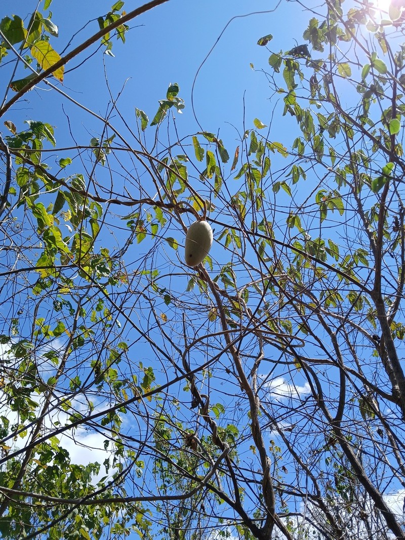 Ruehssia altissima photo 4