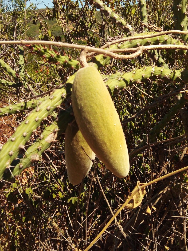 Ruehssia altissima photo 6