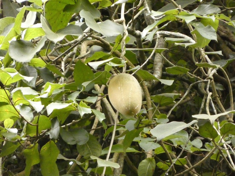 Ruehssia altissima photo 8