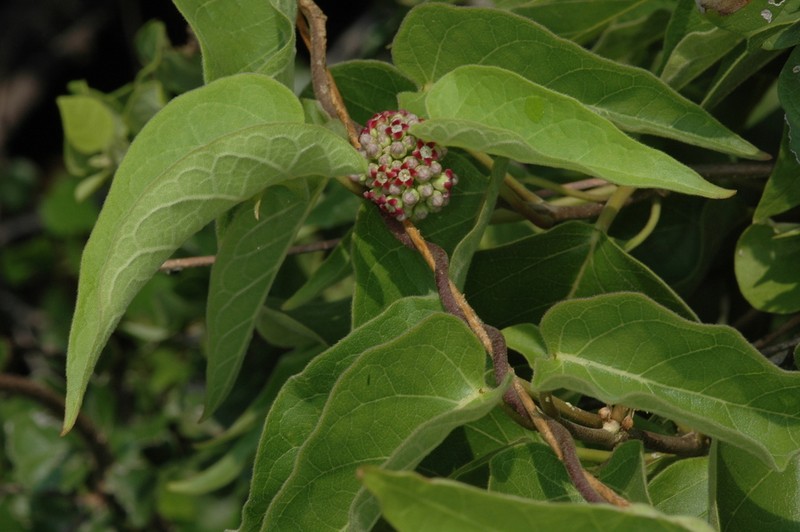 Ruehssia astephanoides