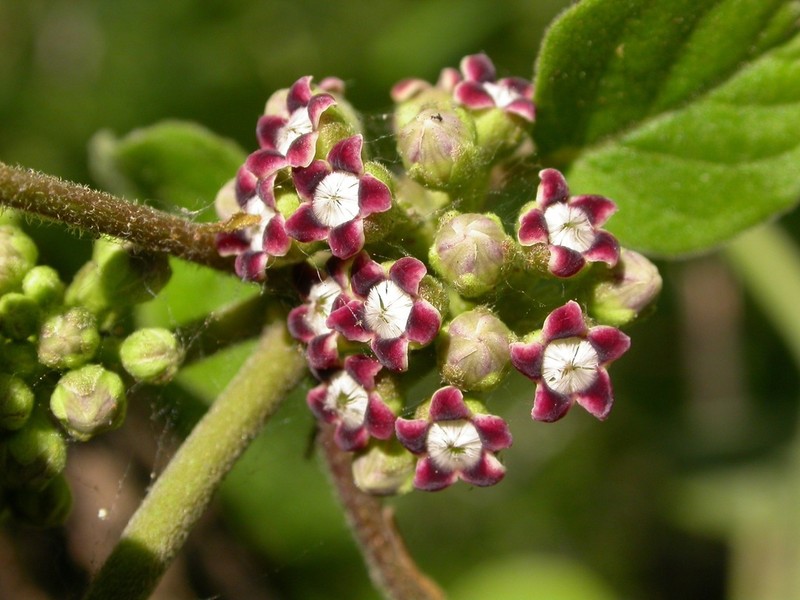 Ruehssia astephanoides photo 2
