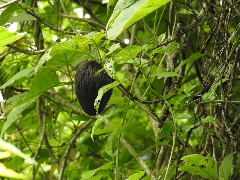 Ruehssia bourgaeana photo 2