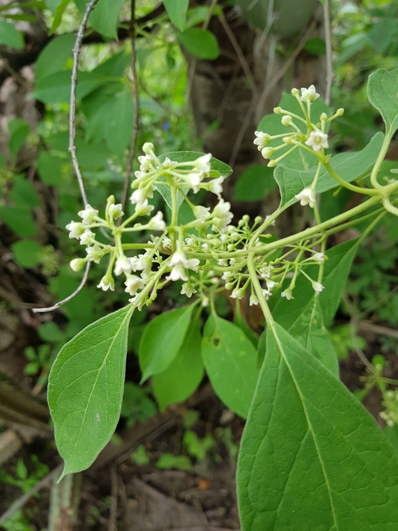Ruehssia brasiliensis