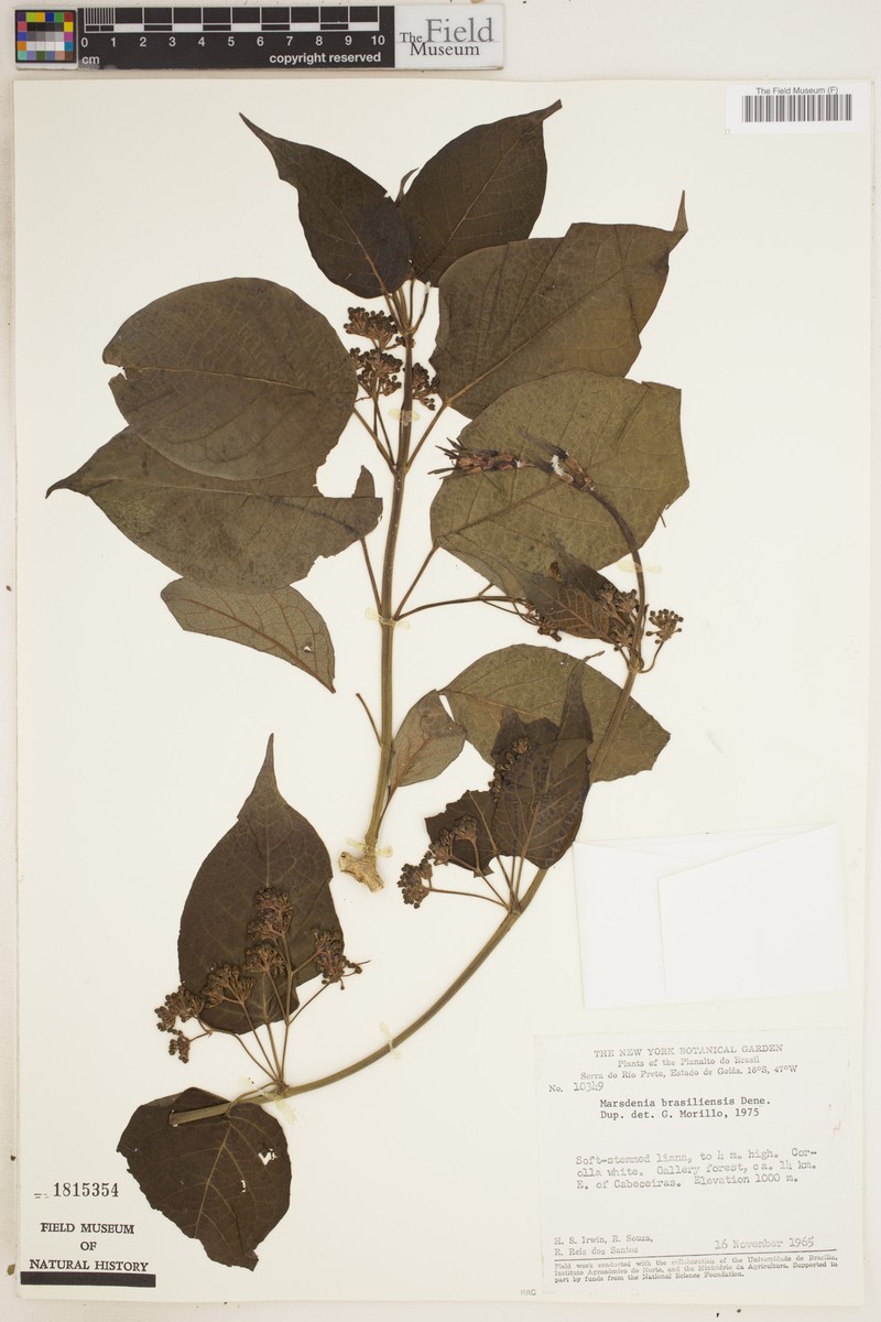 Ruehssia brasiliensis photo 2