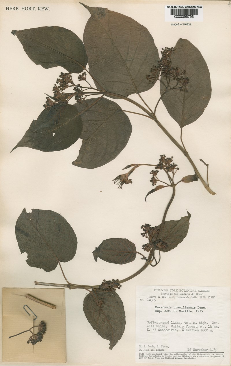 Ruehssia brasiliensis photo 3