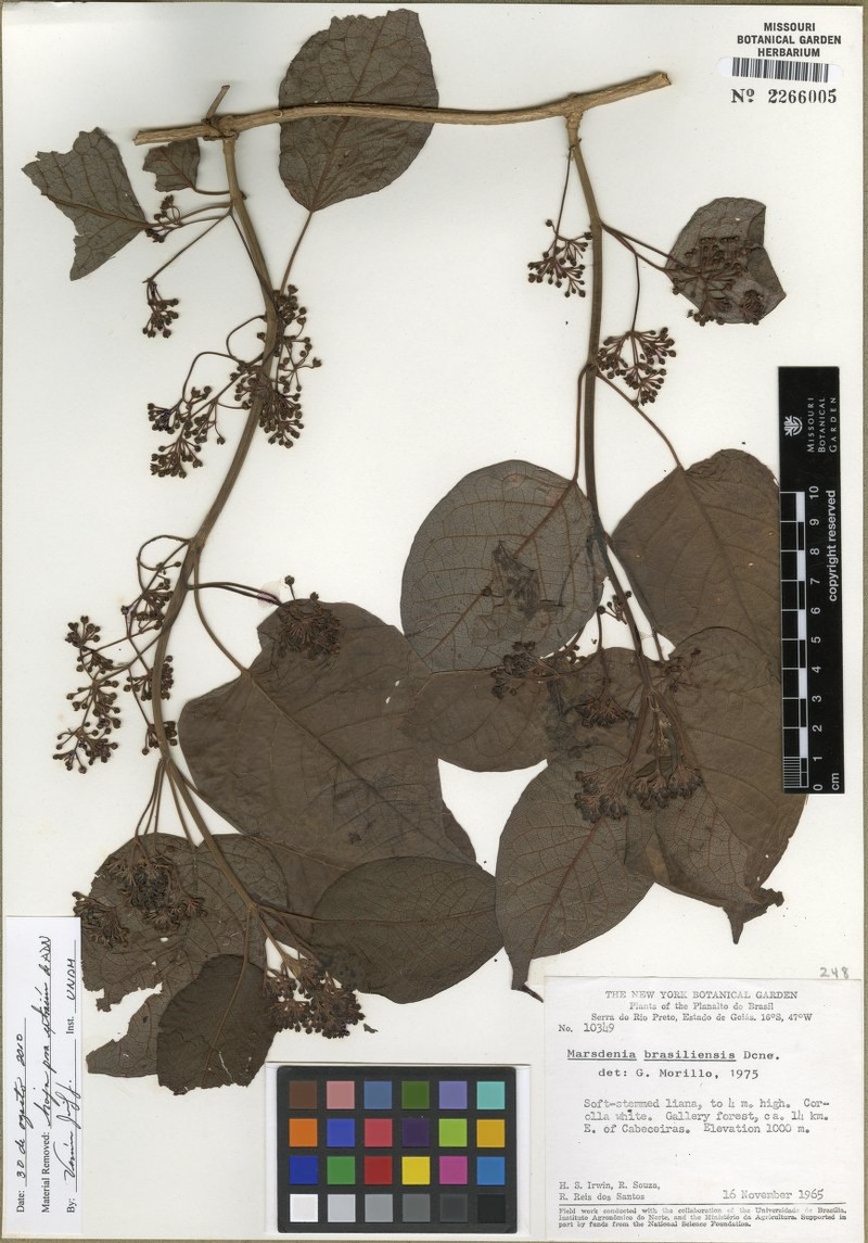 Ruehssia brasiliensis photo 4