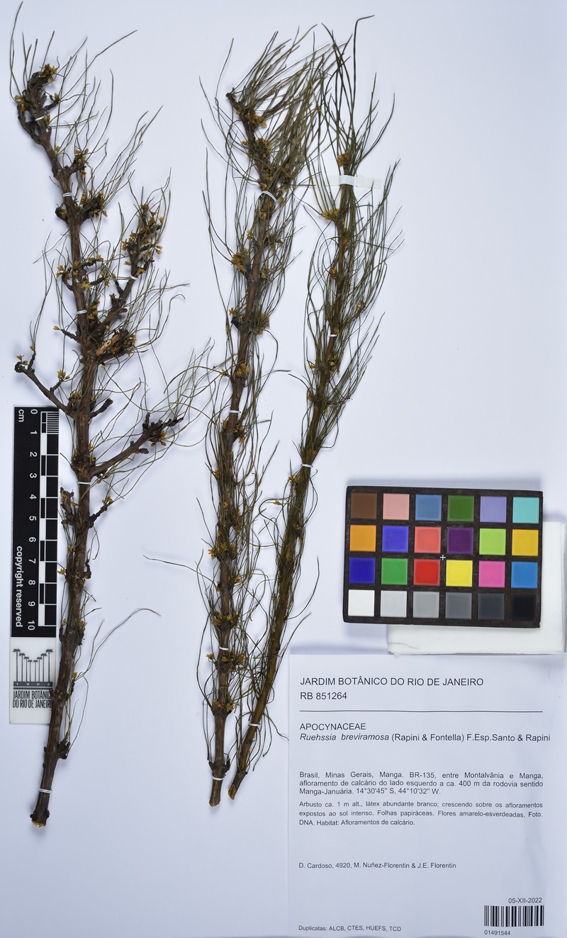 Ruehssia breviramosa