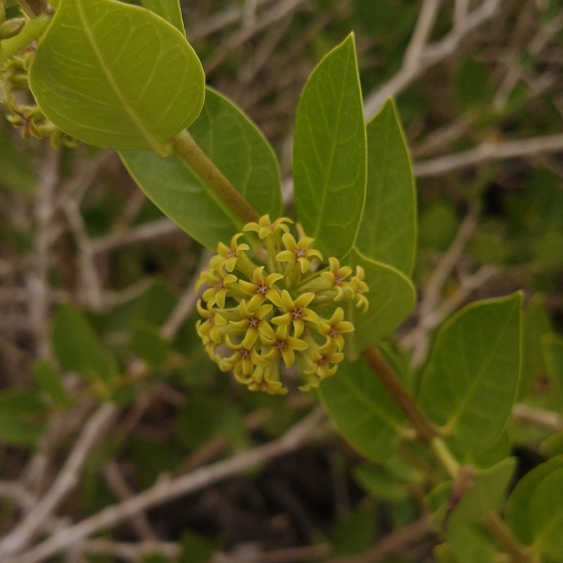 Ruehssia caatingae