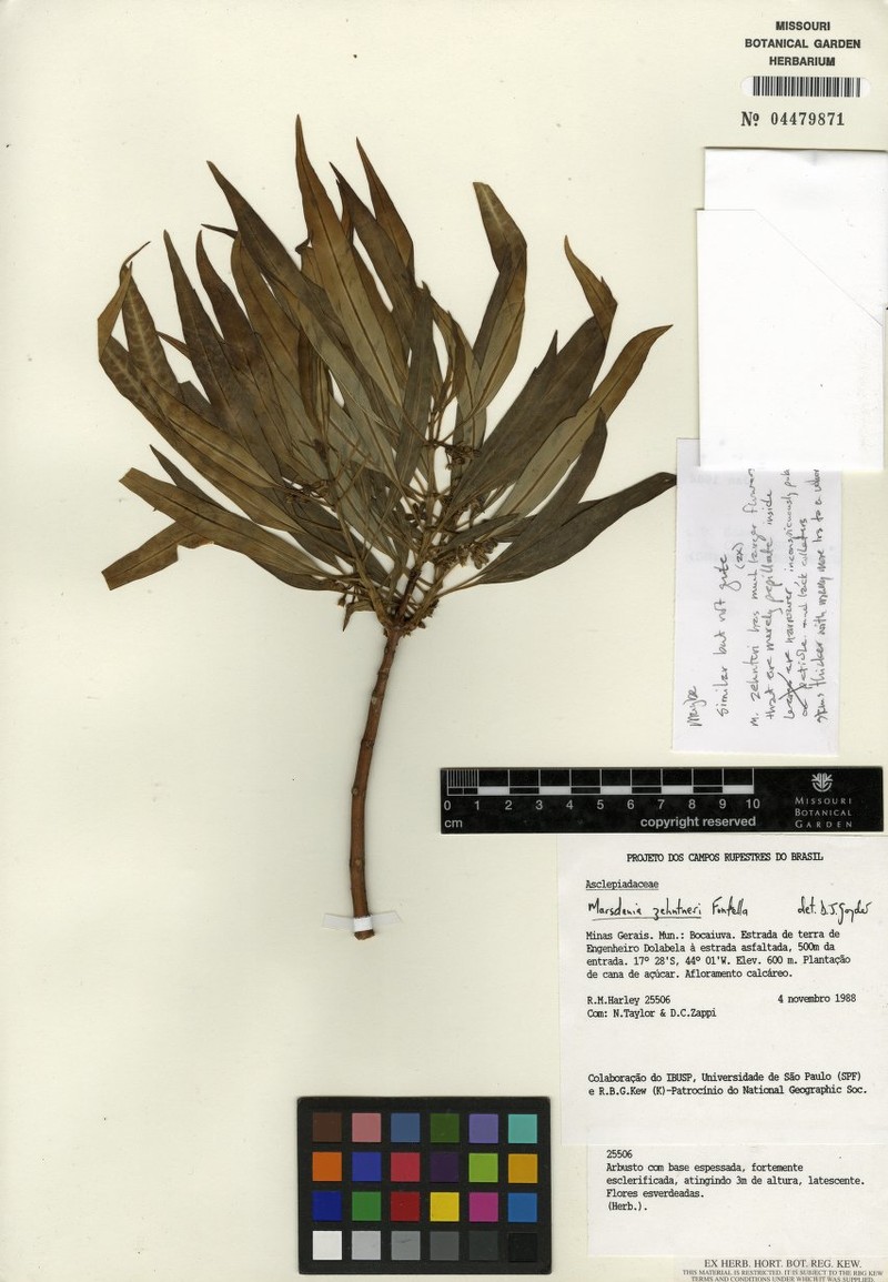 Ruehssia calcaria