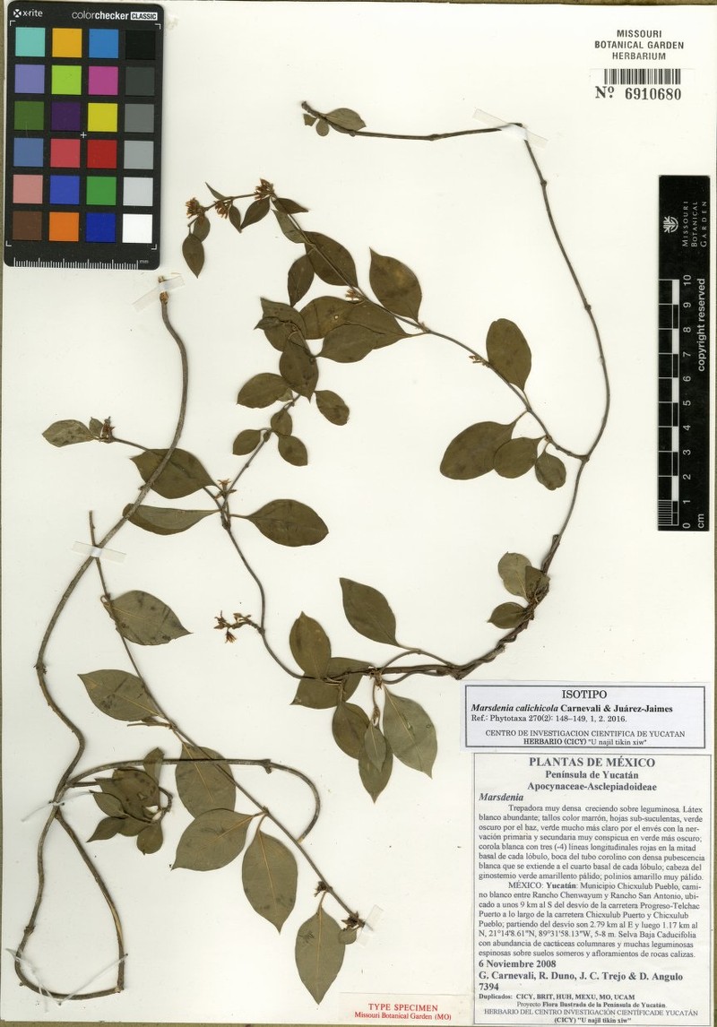 Ruehssia calichicola